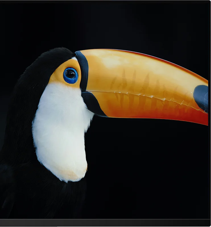 Image HDR d'un toucan sur fond noir sur le Kuycon Q32S, montrant le contraste au pixel près